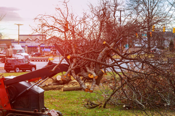 How Our Tree Care Process Works  in  Abram, TX